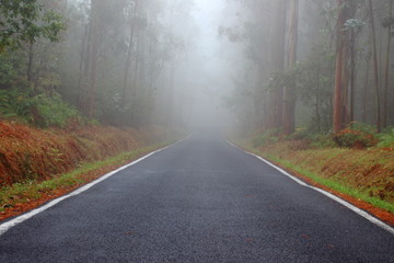 FOG ON THE ROAD
