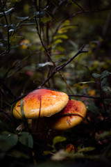 Mushroom in forest