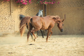  arabian horses walking  in the  paddock. Egypt