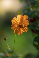 field of blooming yellow flowers on a background sunset