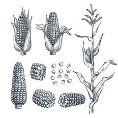 Fotobehang Corn cobs, grain, vector sketch illustration. Cereal agriculture, hand drawn isolated design elements © Qualit Design