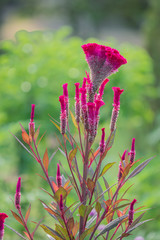 Plumed cockscomb flower in the garden, closeup