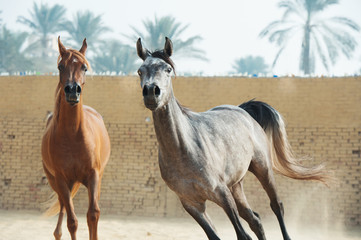 running arabian horses in the  paddock