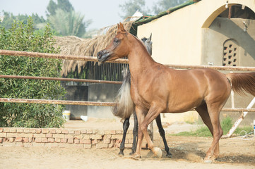  arabian horses walking  in the  paddock. Egypt