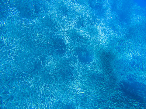 Tiny sardine carousel in open sea water. Massive fish school underwater photo. Pelagic fish school swimming in seawater