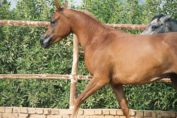  arabian horses walking  in the  paddock. Egypt