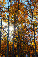 Fototapeta premium the sun shining through a beautiful grove of aspen trees in fall colors 