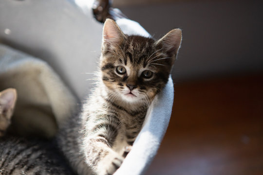 Kitten in a basket.