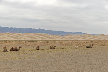 Mongolia,Gobi Desert – a herd of camels while resting.
