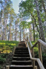 Oandu forest in Lahemaa National Park of Estonia