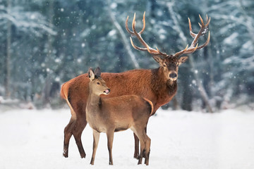 A noble deer male with female in the herd against the background of a beautiful winter snow forest. Artistic winter landscape. Christmas image.