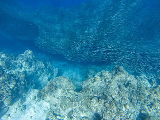 Naklejka na ściany i meble Sardine shoal in open sea water top view. Massive fish school underwater photo. Pelagic fish swimming in seawater.