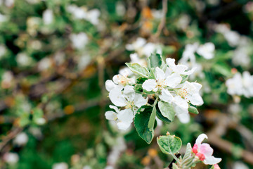 white blossoms of apple tree close-up green spring weather