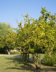 branch  pomegranate tree