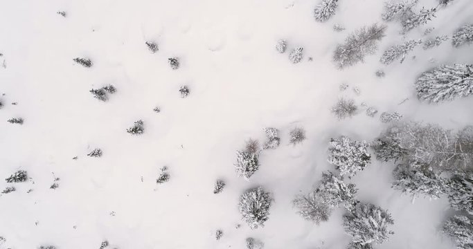 Forward overhead vertical aerial above woods snowy forest.Cloudy bad overcast foggy weather.Winter Dolomites Italian Alps mountains outdoor nature establisher.4k drone flight establishing shot