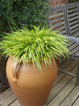 Green hair - hakonechloa aureola in terracotta pot