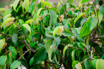 green plant in the garden