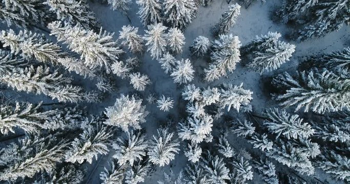 Beautiful aerial footage of trees covered with snow. Winter in Finland.