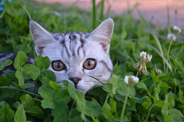 кот в траве