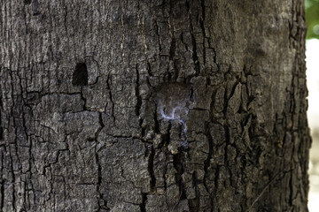 tree bark texture background