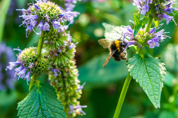Bumblebee on a flower closeup