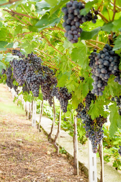Bunches of ripe red grapes ready to be picked up and will become a tasty wine like Valpolicella, Amarone or Recioto