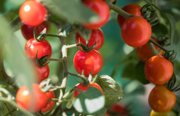 Ripe tomatoes in garden