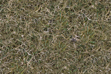 Tekstura bezszwowa - trawa