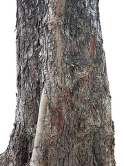 Fototapeta premium tree stump on a white background