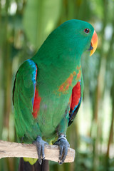 Great green military macaw parrot, Ara militaris mexicana portrait
