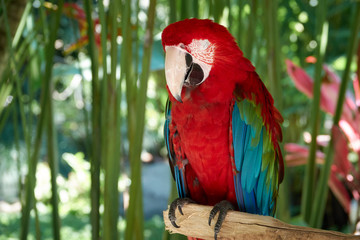 Closeup portrait shot of a Scarlet Macaw red parrot