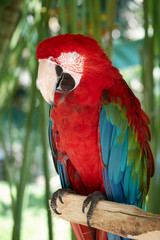 Closeup portrait shot of a Scarlet Macaw red parrot