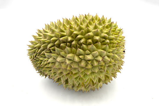 Whole tropical fruit durian on white background. Tasty fruit with awfull smell. Exotic fruit durian studio photo.