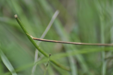 dew on grass