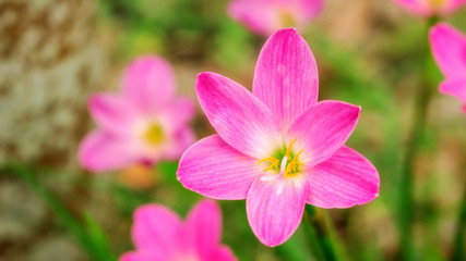 Pink Zephyranthes Lily flower in a garden.