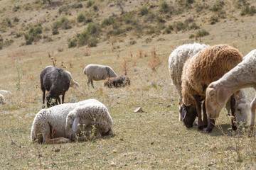 Obraz premium a flock of sheep grazing on the hill