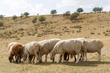 a flock of sheep grazing on the hill