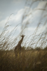 Giraffe in the background