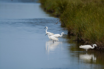 aigrette