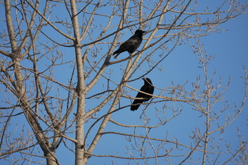 crows