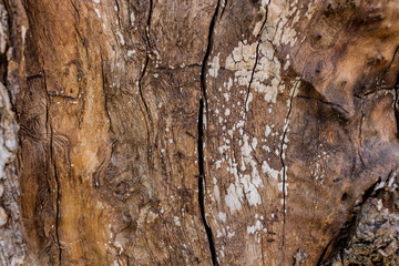 Textured background of brown tree wood