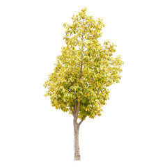 isolated tree on white background