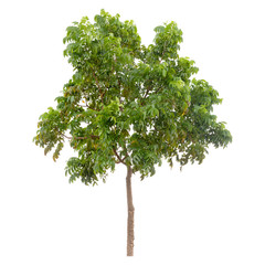 Obraz premium Isolated tree on white background