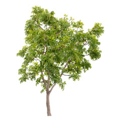 Obraz premium Isolated tree on white background