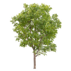 Isolated tree on white background