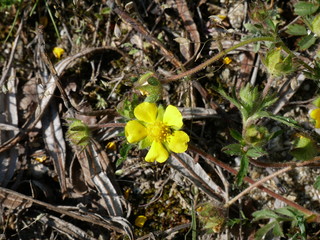 FIORI