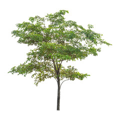Isolated tree on white background