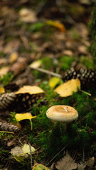 mushroom, natur, wald, herbst, pilz, moos, mushroom, green, pflanze, braun, gras, essen, pilz, holz, jahreszeit, makro, boletus, essbar, flora, giftpilz, fall, weiß, kappe, baum, auflösungszeichen