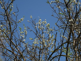 FIORI