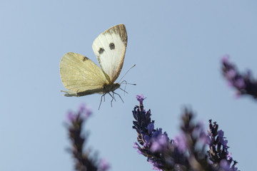 Kohlweißling am Lavendel